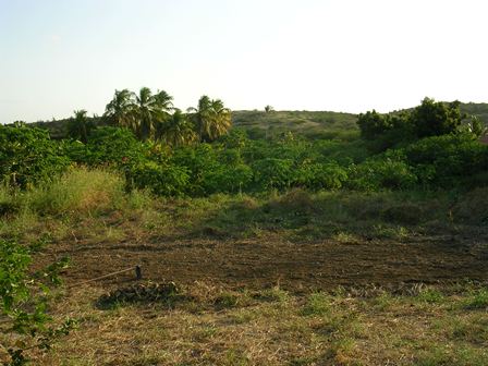Eerste stap is de grond kaal maken