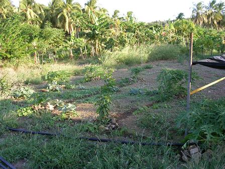 Goten en geulen zorgen voor betere irrigatie