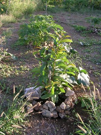 Een goot van stenen rondom de plant houdt het water langer vast
