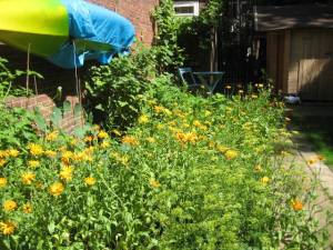 Calendula Terribilnalis