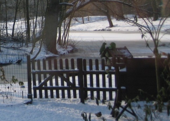 Halsbandparkieten bereiden zich voor op Heet Slotermeer
