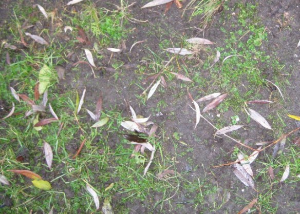 Onze weelderige grasmat